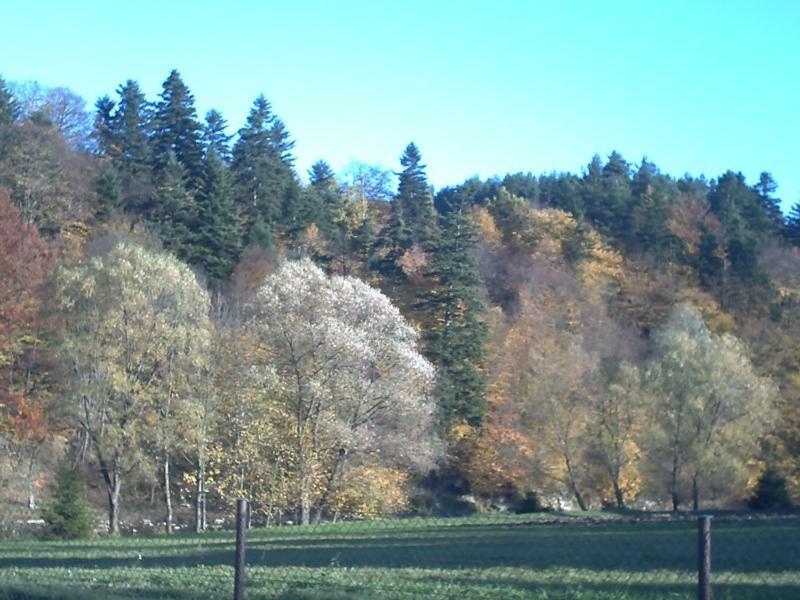 Pod Orzechem Villa Sanok Bagian luar foto